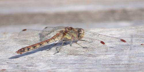 Sympetrum striolatum